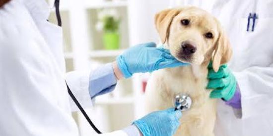 Imagem do grupo de WhatsApp Orientações Veterinárias (Auxiliar)