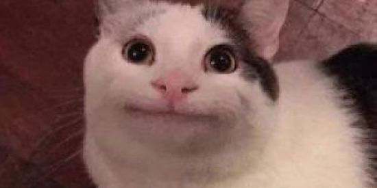 Imagem do grupo de WhatsApp Figurinhas que se mechem