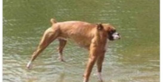 Imagem do grupo de WhatsApp CHURRASCO NA CASA DO ADM💙😻🐂