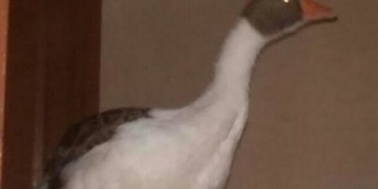 Imagem do grupo de WhatsApp GRUPO DE SHITPOST/MEMES