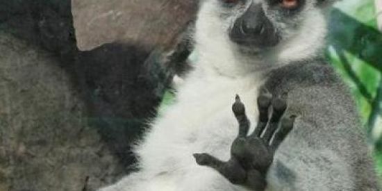 Imagem do grupo de WhatsApp Só os loucos da quebrada😎