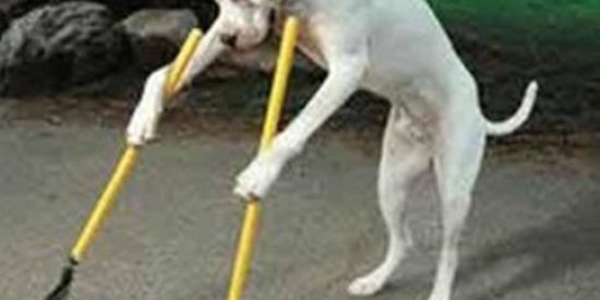 Imagem do grupo de WhatsApp M A N I C O M I O