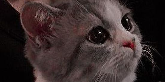 Imagem do grupo de WhatsApp Monte Olímpo