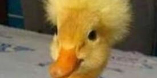 Imagem do grupo de WhatsApp Figurinhas +