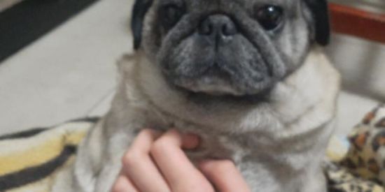 Imagem do grupo de WhatsApp O Pug do dunhas