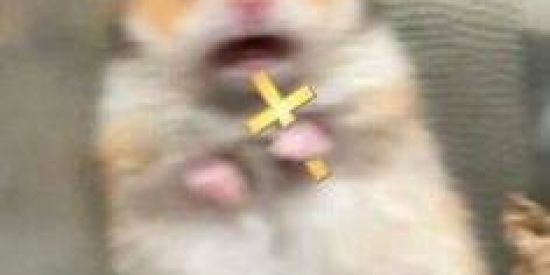 Imagem do grupo de WhatsApp Figurinhas 9.0 🔞🔥