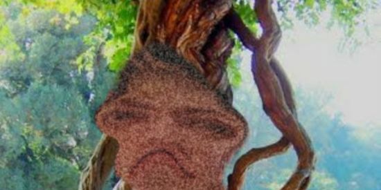 Imagem do grupo de WhatsApp tree moms