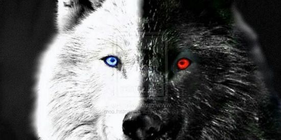 Imagem do grupo de WhatsApp EQUIPE WOLF