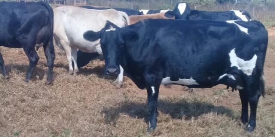 Imagem do grupo de WhatsApp Bovinocultura de leite