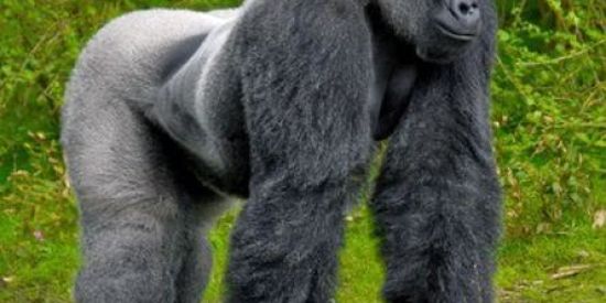 Imagem do grupo de WhatsApp Grupo de imitar macacus ;)