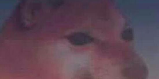 Imagem do grupo de WhatsApp Rinha de anão😔✋🏻