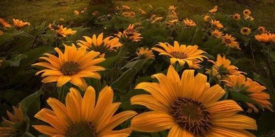 Imagem do grupo de WhatsApp 🌻Girassol Empire🌻