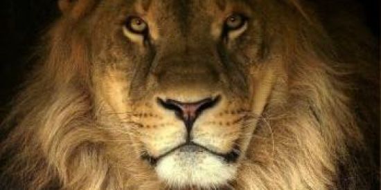 Imagem do grupo de WhatsApp TRIAGEM Rɠ'ร