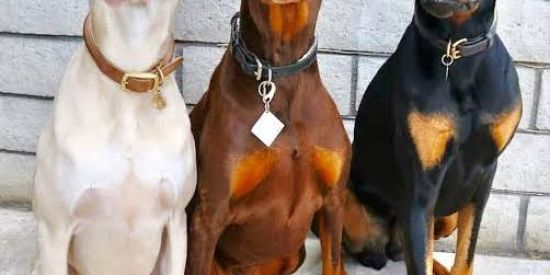 Imagem do grupo de WhatsApp CÃO IDEAL BRASILEIRO