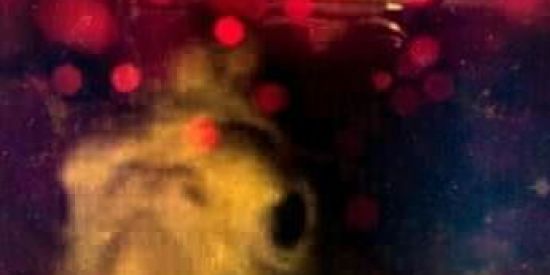 Imagem do grupo de WhatsApp 🐤MEMEIRANDO🐤