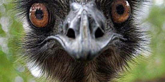 Imagem do grupo de WhatsApp GANHANDO DA BANCA🐷🦅🦋🐍