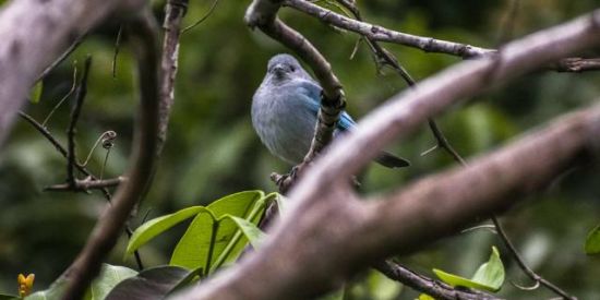 Imagem do grupo de WhatsApp WP - Wildlife Photography (espanhol)