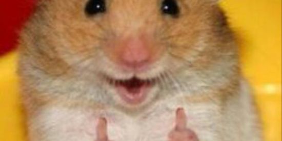 Imagem do grupo de WhatsApp Memes 24h😂😂