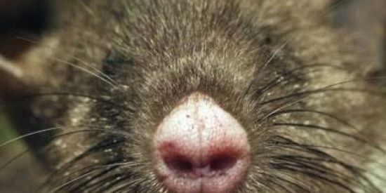 Imagem do grupo de WhatsApp Tropa Do Mouse🐭