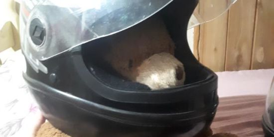 Imagem do grupo de WhatsApp SOMENTE FIGURAS ANIMADAS👾