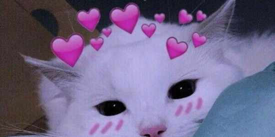 Imagem do grupo de WhatsApp Quero figurinhas[][][]🍃