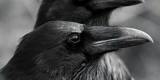 Imagem do grupo de WhatsApp Dark family👾