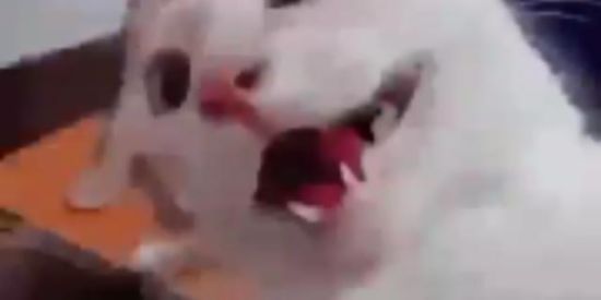 Imagem do grupo de WhatsApp Figurinhas