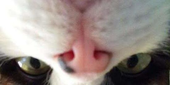 Imagem do grupo de WhatsApp Amantes de felinos 🐱🐱