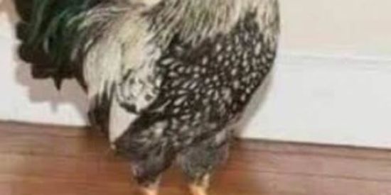 Imagem do grupo de WhatsApp ᴄᴜʀsᴇᴅ ᴢᴀᴘᴇʀᴋᴋ