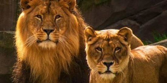 Imagem do grupo de WhatsApp stickers de Todo tipo e memes +18🌚