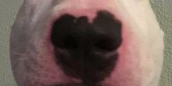 Imagem do grupo de WhatsApp 👑🗿•É MEME É?•🗿👑