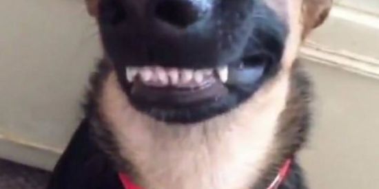 Imagem do grupo de WhatsApp sons de animais