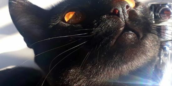 Imagem do grupo de WhatsApp 🍿▫️Recrutamento LC's ▫️🍿