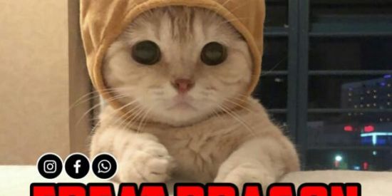 Imagem do grupo de WhatsApp Rᴇᴄʀᴜᴛᴀᴍᴇɴᴛᴏ♔•Ŧɳ'ร•♔