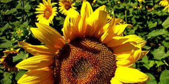 Imagem do grupo de WhatsApp Recrutamento gox's 2