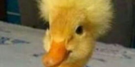 Imagem do grupo de WhatsApp Figurinhas + memes