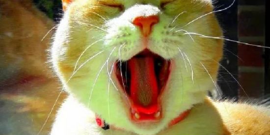 Imagem do grupo de WhatsApp Figurinhas e Zueira Total  🔞🤪😈