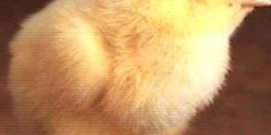 Imagem do grupo de WhatsApp ąʍɪząɗɛ ɔѳΐѳʀɪɗą #dolinho