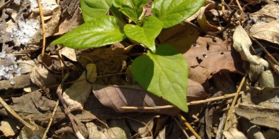 Imagem do grupo de WhatsApp ᴘɪᴍᴇɴᴛᴀs ʀɪᴏ ᴅᴇ ᴊᴀɴᴇɪʀᴏ