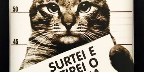 Imagem do grupo de WhatsApp Miausurtados😼