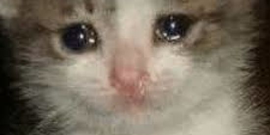 Imagem do grupo de WhatsApp SÓ OS MELHORES 😎😍❤️✨