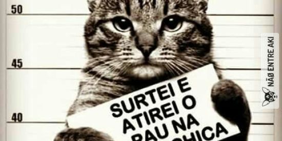 Imagem do grupo de WhatsApp ZIDEIAA🐦😑