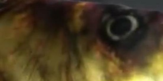 Imagem do grupo de WhatsApp Funeral do peixe