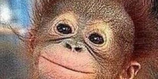 Imagem do grupo de WhatsApp Figurinhas e Memes