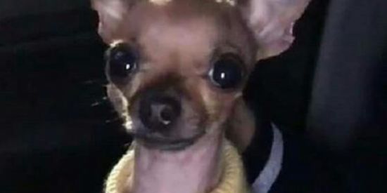 Imagem do grupo de WhatsApp ILUDIDOS COM A VIDA