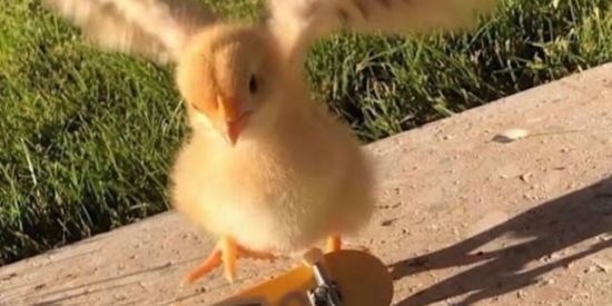 Imagem do grupo de WhatsApp PÃO DE LÓ 🍍