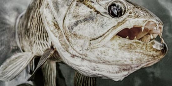 Imagem do grupo de WhatsApp Montra da vala RS