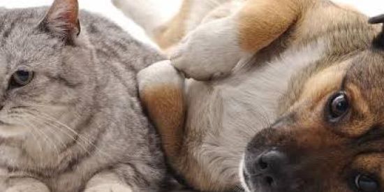 Imagem do grupo de WhatsApp Adestramento Dog e Cat 🐕🐈