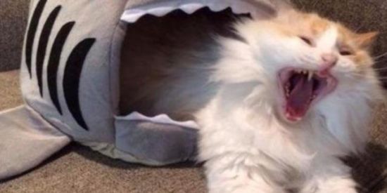 Imagem do grupo de WhatsApp -Os retardados-