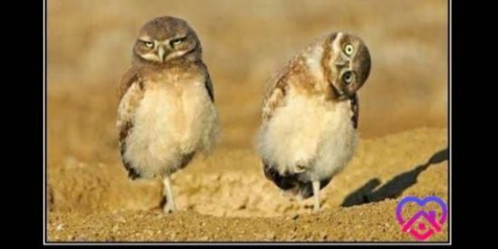 Imagem do grupo de WhatsApp ~RETARDADOS🥴🦉